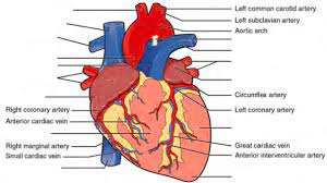 Ventral views of hearts with ventral aorta & afferent arterioles: Pre Lab 7 Human Anatomy Lab Manual