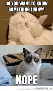 Wanna Hear Something Funny Funny Grumpy Cat Memes Grumpy Cat Humor Cat Jokes