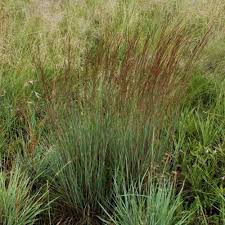 Image result for Schizachyrium sanguineum