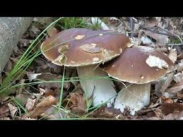 Pilze Sammeln Steinpilze Maronen Pfifferlinge Semmelstoppelpilze Youtube Steinpilze Pilze Maronen Pilze