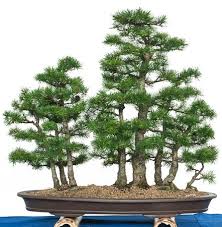 Pin Auf Garten Bonsai In Schale