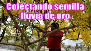 Rooms at lluvia de oro will provide you with a tv and cable channels. Colectando Semilla Lluvia De Oro Youtube