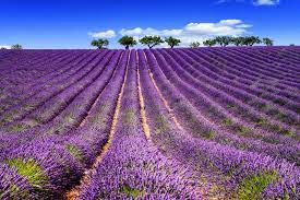 Flower lavender flower lavender purple purple flower purple lavender flowers flora colorful nature bloom petals high definition picture spring garden plant green stamens blossom petal fresh beautiful background fickleness tulip vibrant floral yellow tulips macro violet holland keukenhof pink detail color. Purple Flowers Meaning Flower Meaning