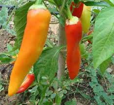 Selling green bajji chilli and mirchi bajji on market. Hungarian Hot Wax Chil Cremeweisse Fruchte C Annuum 10 Samen
