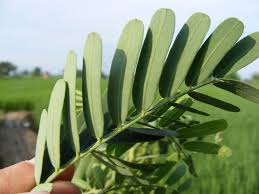 Image result for Sesbania quadrata