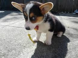 Black And Brown Corgi Best110 Jpg Cute Animals Cute Corgi Puppy Cute Puppy Pictures