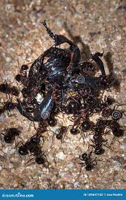 Image result for Cola natalensis