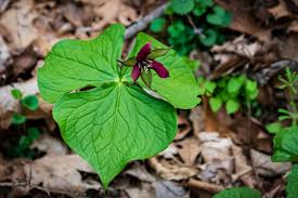 Image result for Ornithogalum flexuosum
