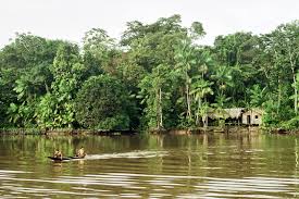 From cute and fuzzy to downright bizarre. Scientists Warn Amazon Jungle Faces Death Spiral