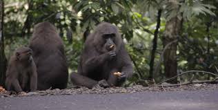 >,< thank my beloved dear. Pandemi Corona Kondisi Macaca Di Maros Makin Rawan Mongabay Co Id