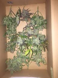 Relaxed 99.29% of users reported feeling relaxed. Pin On Growing Autoflowers