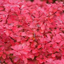 Image result for Berberis
