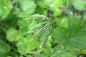 Image result for Pelargonium alchemilloides