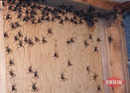 Look for them in those moist areas of your home which we mentioned. Those Demon Camel Crickets Lucky Otters Haven