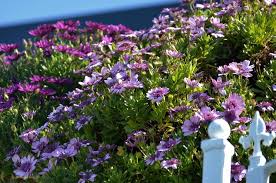 La simbologia dei fiori ha sempre rivestito una fondamentale importanza nel modo di comunicare tra le persone. Le Margherite Fiori In Giardino Coltivare Margherite