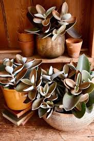 39 Really Beautiful Kalanchoe Varieties In 2020 Succulents Succulents Indoor Kalanchoe Blossfeldiana