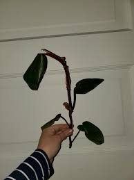 We would like to show you a description here but the site won't allow us. Philodendron Bloody Mary Album On Imgur