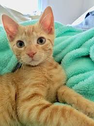 Mount Pleasant Sc Domestic Shorthair Meet Tomi A Cat For Adoption Cat Adoption Pets Pet Adoption