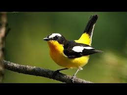 Suara burung sikatan emas alis kuning, sikatan narsis gacor. Burung Sikatan Emas Di Alam Bebas