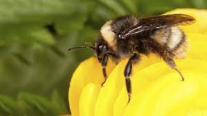 Half Of European Bumblebees In Decline, Quarter Face Extinction – Study —  Rt World News