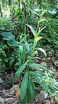 Image result for Sonchus luxurians