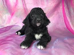 We have been raising premium f1b irish goldendoodle puppies since 2010 and have not looked back. Black And White Goldendoodle Puppies Off 59 Www Usushimd Com