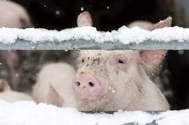 Keeping Pigs Hydrated In Frosty Conditions The Pig Site
