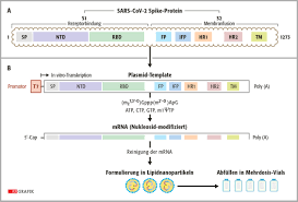 It plays a fundamental role in human biology. Coronavirus Impfstoffe Mrna Als Neues Impfstoffprinzip Pz Pharmazeutische Zeitung