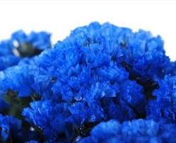 Tinted Dark Blue Sinuata Statice Limonium Flowers By Category Sierra Flower Finder Blue Wedding Flowers Blue Flowers Flowers For Sale