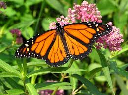 1 377 просмотров 1,3 тыс. Attracting Monarchs Milkweeds To Gardens Kellogg Garden Organics
