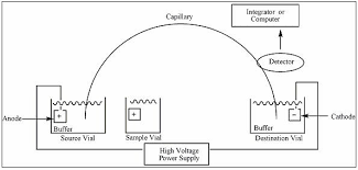 DETERMINATION CARBOHYDRATES IN PINE BARK SAMPLE BY CAPILLARY ELECTROPHORESIS