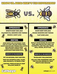 Fox pest control is syracuse #1 pest control company. An Infographic To Show The Difference Between Wasps And Bees Fun Facts About Bees Types Of Bees Honey Bee Benefits