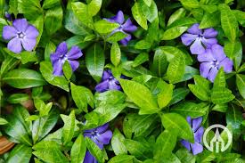 Image result for Vinca minor