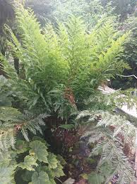 Image result for Todea