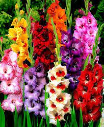 Gladiolas Gladiolus Flower Flower Garden Beautiful Flowers