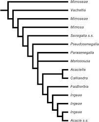 Image result for Acacia adenocalyx