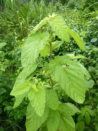 Image result for Waltheria indica