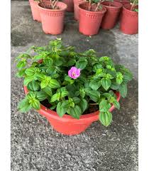 Image result for Dissotis