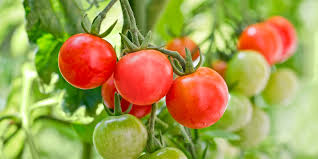 Growing cherry tomatoes in pots is the most popular method and literally any type of pot or container will work as long as it has good drainage. How To Grow Cherry Tomatoes Planting And Harvesting Cherry Tomato Plants