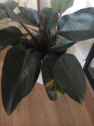 Why Is My New Philodendron Rojo Congo S Leaves Turning Brown And Mushy I Just Brought This Guy Home Last Week And I M Worried He S Not Happy Details In Comments Plantclinic
