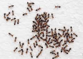 Minuscules Fourmis Rouges Dans La Maison Tout Pratique