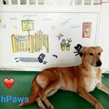If you have previous pet care experience, great. Posh Paws From Aed 20 Dubai Groupon