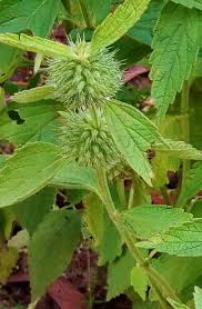 Image result for Leucas princei