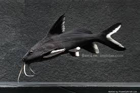 Synodontis Granulosus Freshwater Catfish Freshwater Sharks Aquarium Fish