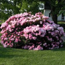 Species rhododendron are rhododendron varieties which grow naturally in the wild. Rhododendron Jane Grant White Flower Farm