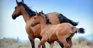 The mustang is a breed of classic wild horses of the old west.these are hardy and majestic equines that were imported to north america from spain and had become feral since then. 10 Things You Might Not Know About The Kiger Mustang