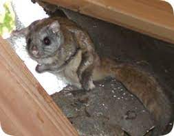 How To Kill Flying Squirrels In The Attic Or House