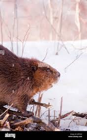 Paul beaver hi-res stock photography and images