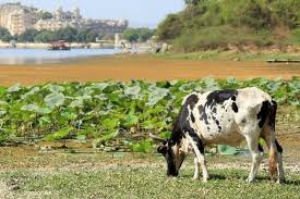 Can India Double Dairy Farmers Incomes In Three Years Find 10+ flats for sale, houses/ villas for sale.