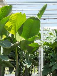 White Bird Of Paradise Houseplant Meet Strelitzia Nicolai White Bird Of Paradise Annual Plants White Bird Birds Of Paradise